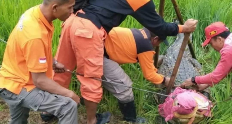 Sudah 2 Kali Buaya Objek Taman Wisata Akar Seribu Lepas! di Desa Plajan Berhasil diAmankan!