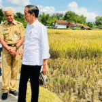 Jokowi Mengajak Prabowo dan Ganjar di Panen Raya, Begini Alasannya!