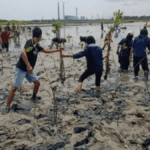 Penanaman Pohon Bakau Mangrove di Pesisir Pantai Jepara! 