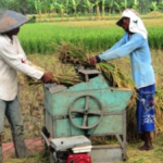 Menunggu Panen! Bulog 207 Jepara Akan Serap Beras dari Petani di Jepara